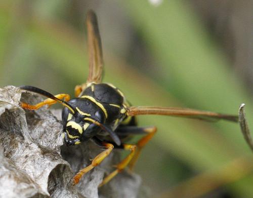 Polistes (albellus-biglumis)