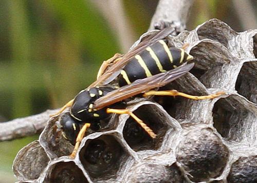 Polistes (albellus-biglumis)