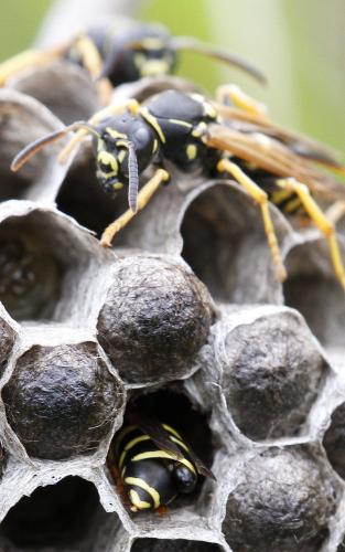 Polistes (albellus-biglumis)