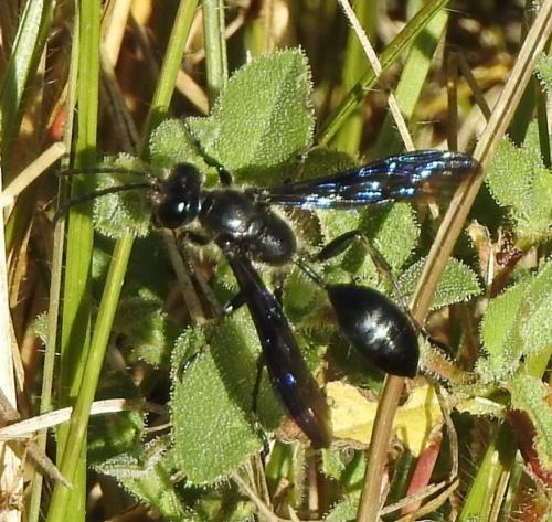 Isodontia mexicana