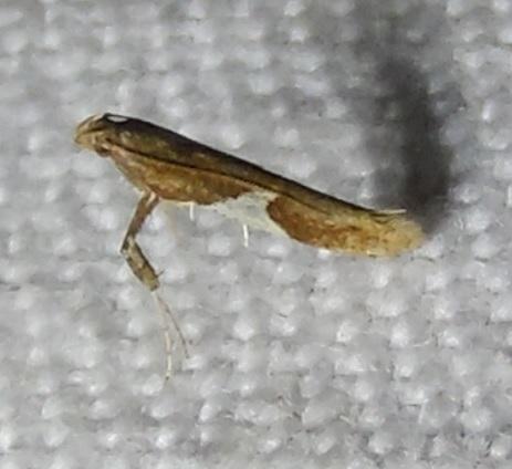 Caloptilia stigmatella