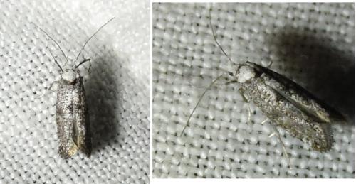 Paraswammerdamia albicapitella