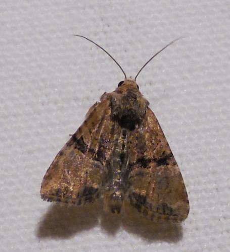 Réf. 264 745 : Mesoligia furuncula