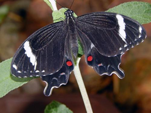 Réf. 264 062 : Papilio amynthor