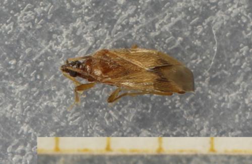 Amphiareus obscuriceps