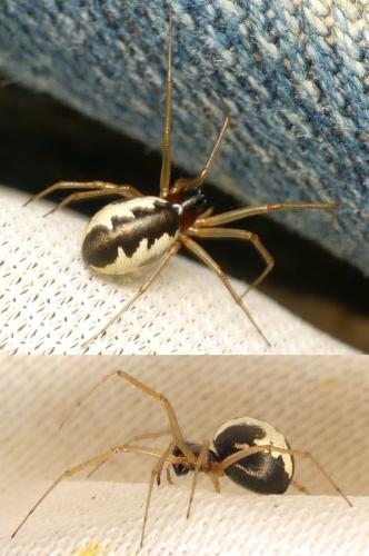 Réf. 264 696 : Linyphia hortensis