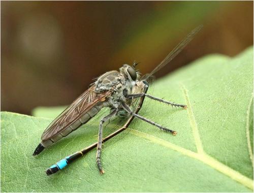 Réf. 264 118 : Philonicus albiceps