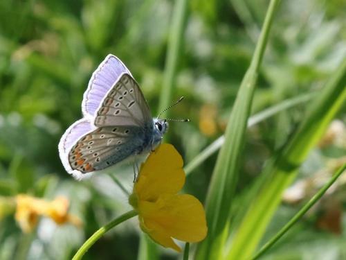 Polyommatus icarus