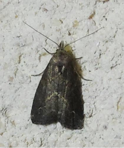 Schrankia costaestrigalis