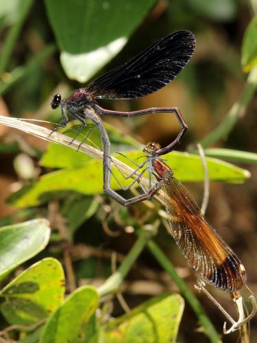 Réf. 264 545 : Calopteryx haemorrhoidalis