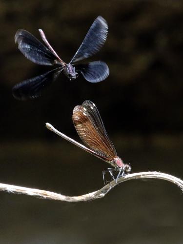 Réf. 264 544 : Calopteryx haemorrhoidalis