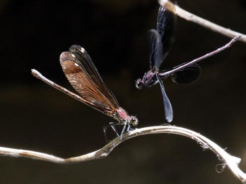 Calopteryx haemorrhoidalis