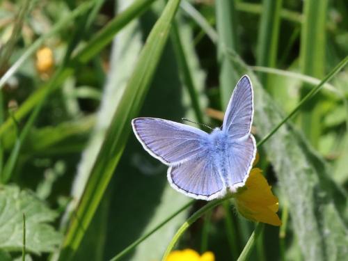 Polyommatus icarus