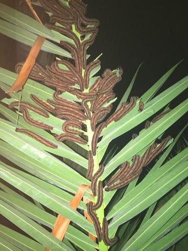 Brassolis sophorae