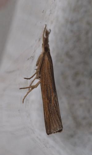 Pediasia contaminella