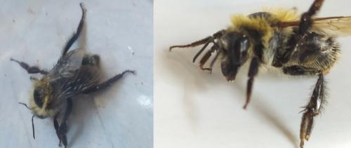 Bombus sp.
