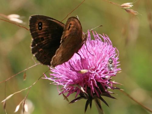Erebia pronoe