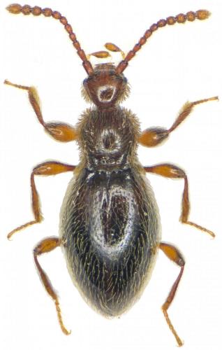 Réf. 264 897 : Euconnus pandellei