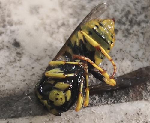 Vespula germanica