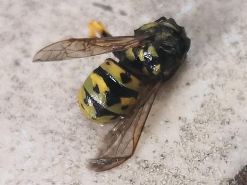 Vespula germanica