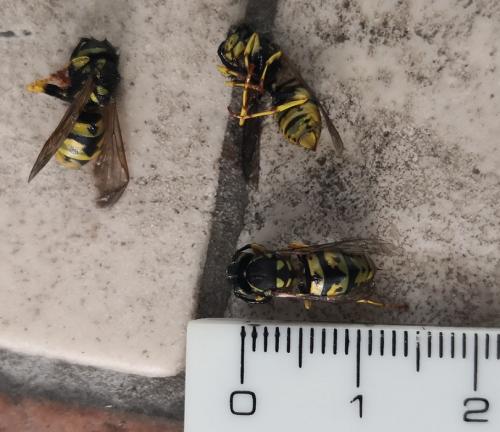 Vespula germanica