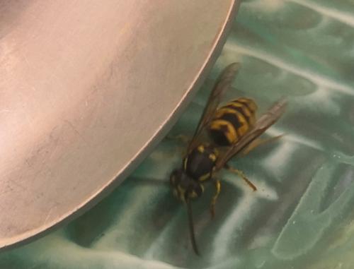 Vespula germanica