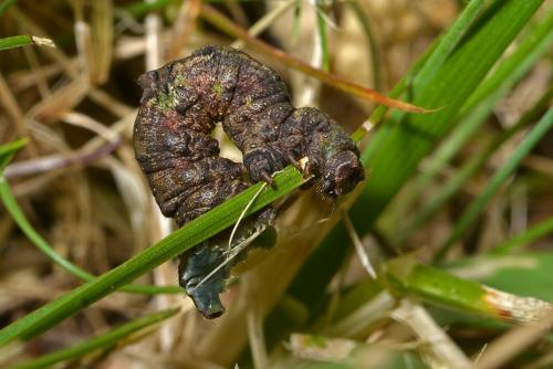 Réf. 264 569 : Opisthograptis luteolata