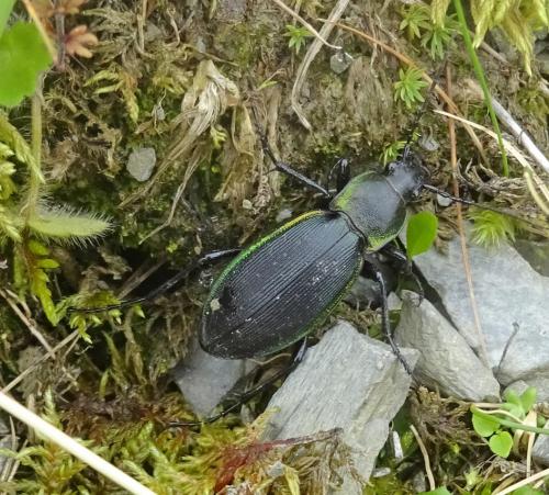 Réf. 264 898 : Carabus violaceus purpurascens
