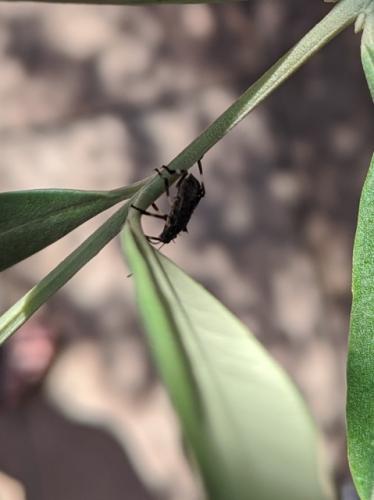 Halyomorpha halys