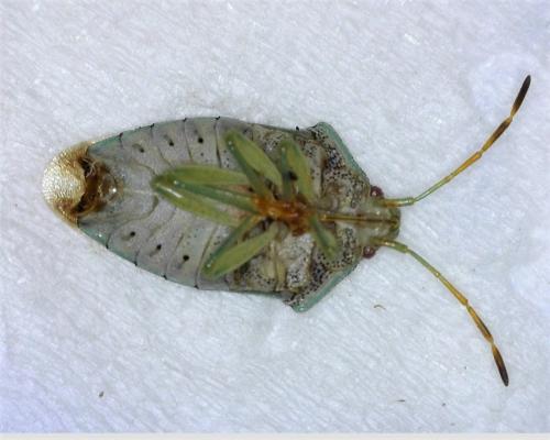 Elasmucha grisea grisea