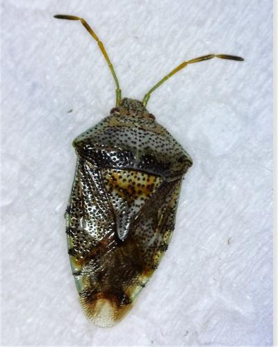 Elasmucha grisea grisea