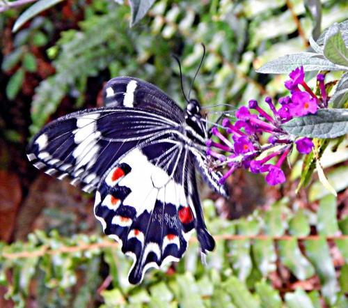 Réf. 264 063 : Papilio amynthor
