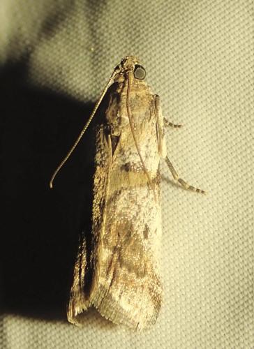Réf. 264 399 : Acrobasis sp.