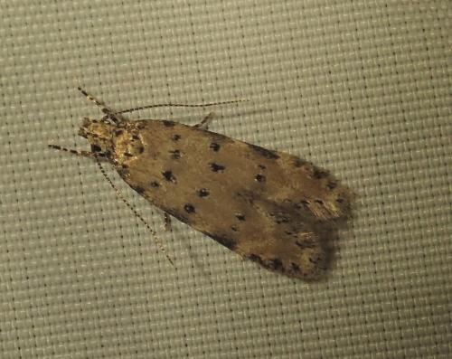 Réf. 264 467 : Pseudotelphusa paripunctella
