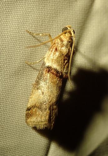 Réf. 264 152 : Acrobasis tumidana