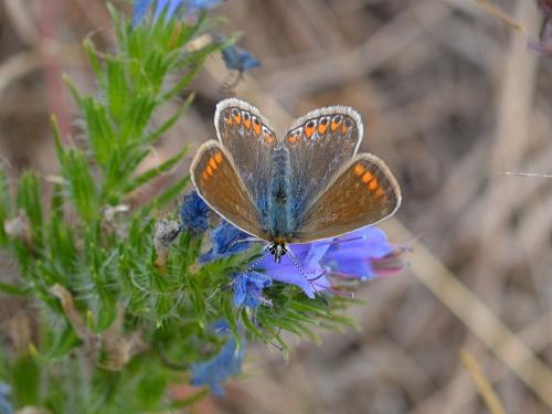 Polyommatus icarus