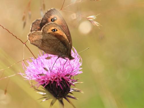 Erebia pronoe