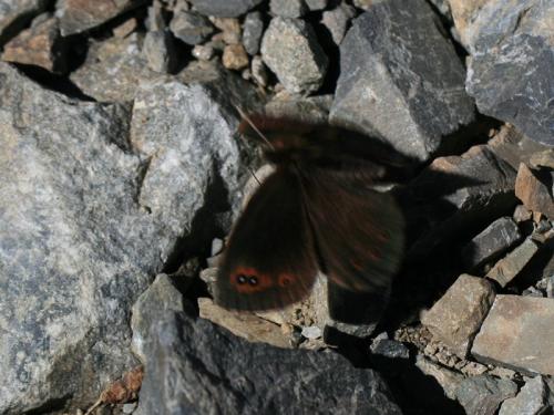 Erebia pronoe