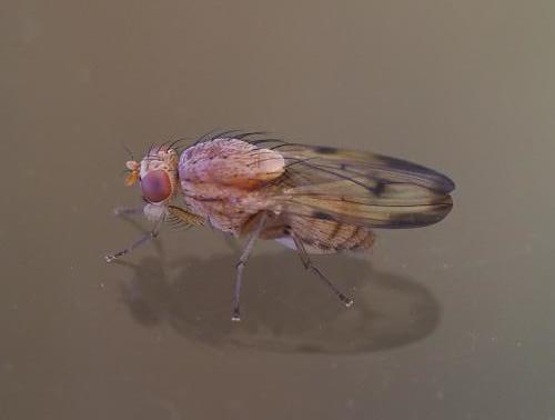 Minettia inusta