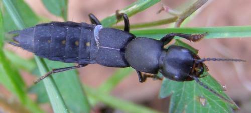 Réf. 264 277 : Ocypus aethiops