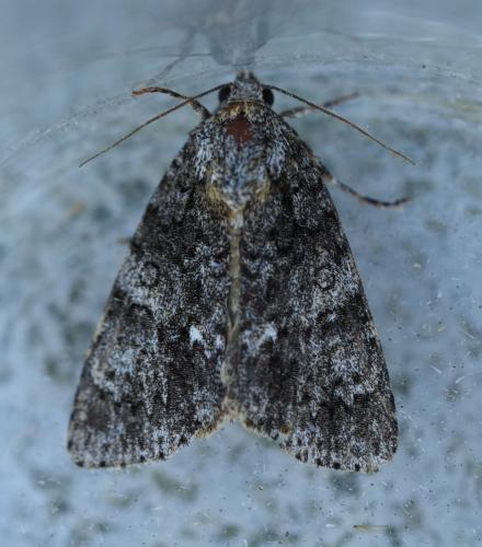 Réf. 264 641 : Acronicta rumicis