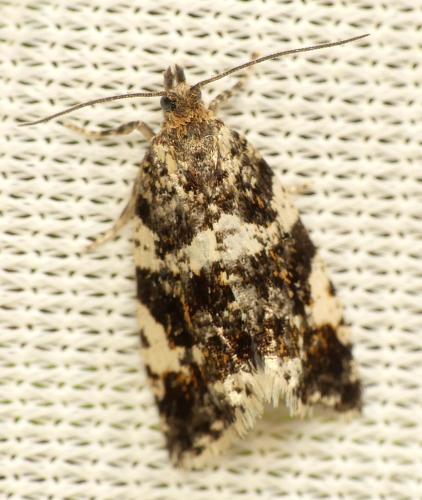 Réf. 264 634 : Aterpia corticana