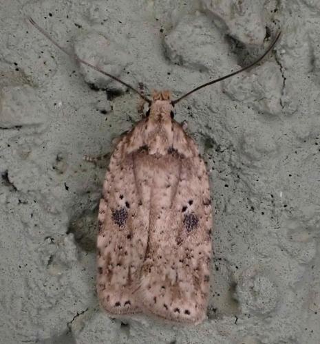 Agonopterix arenella