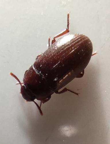Réf. 264 769 : Alphitobius diaperinus