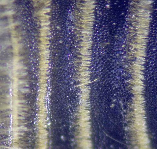 Megachile pilidens