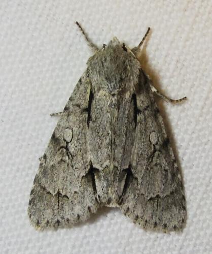 Réf. 264 592 : Acronicta sp.