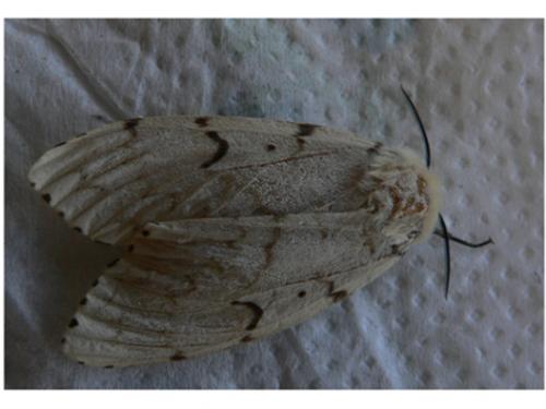 Lymantria dispar
