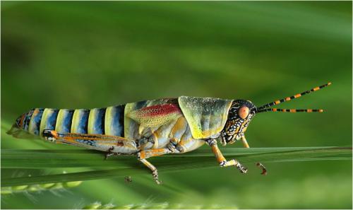 Réf. 264 993 : Zonocerus elegans