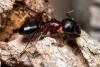 Camponotus sylvaticus