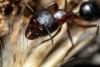Camponotus sylvaticus